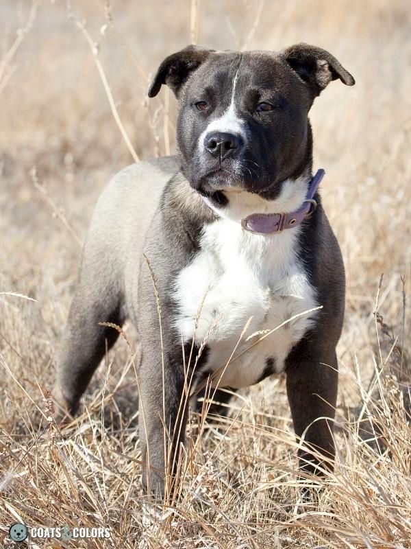 Seal Dog Coat Color puppy standing