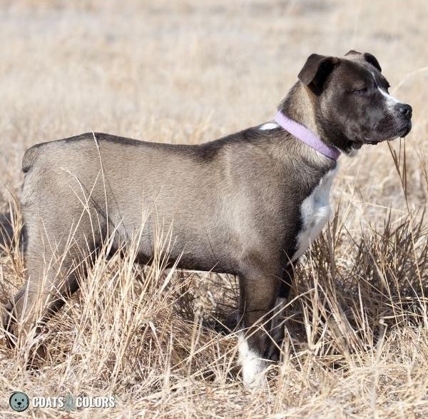 Blue seal clearance dog