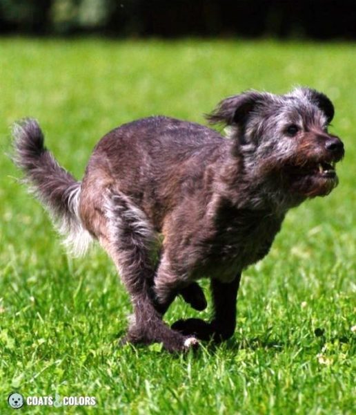 Seal and Ghost Tan | Coats and Colors