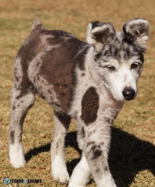 Seal and Ghost Tan | Coats and Colors