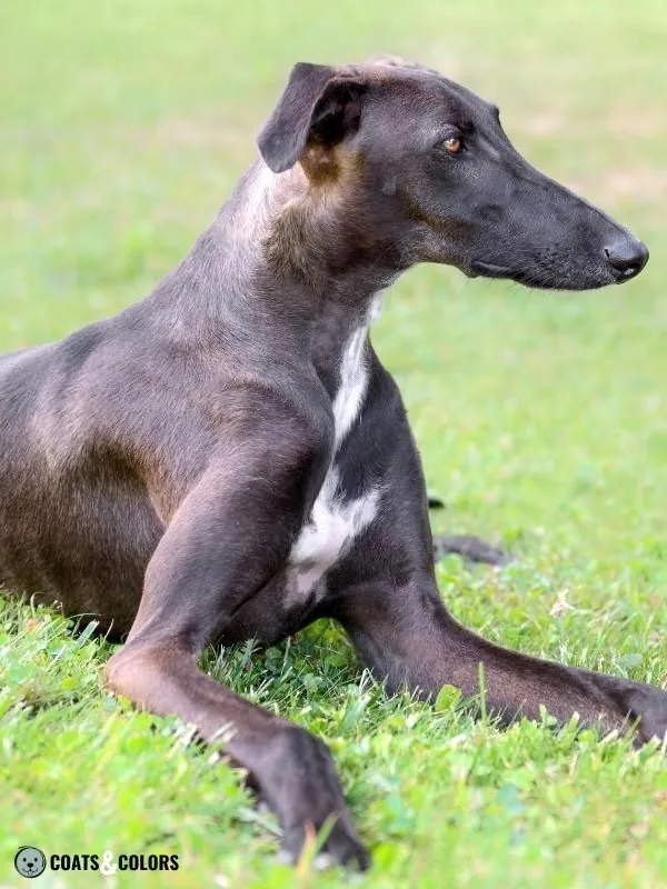 Seal Dog Coat Color sighthound