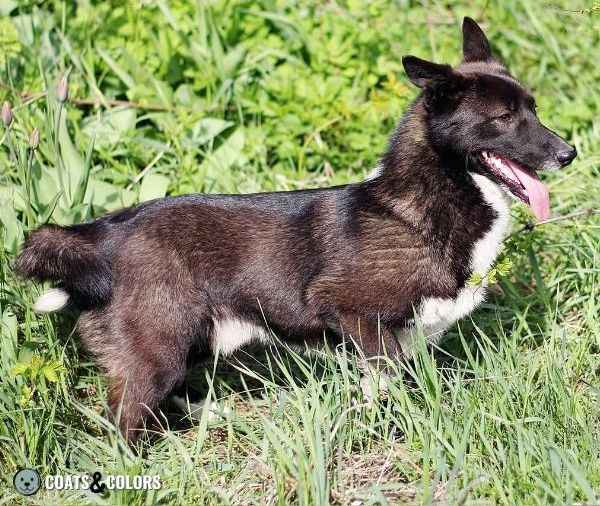 Rare Dog Coat Colors