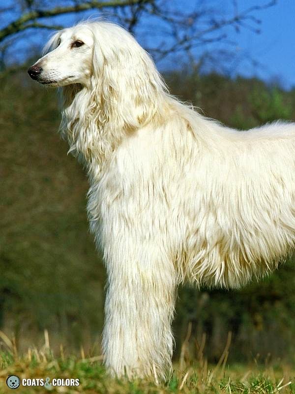Sighthound Grizzle Domino Coat Color Afghan Hound Sable Domino
