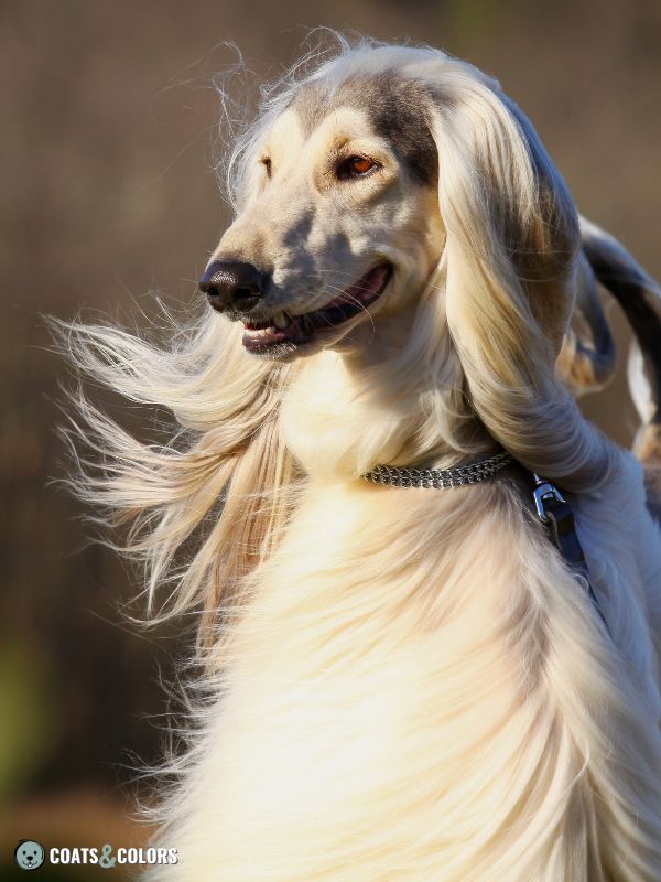 Sighthound Grizzle Domino Coat Color Afghan Hound at domino