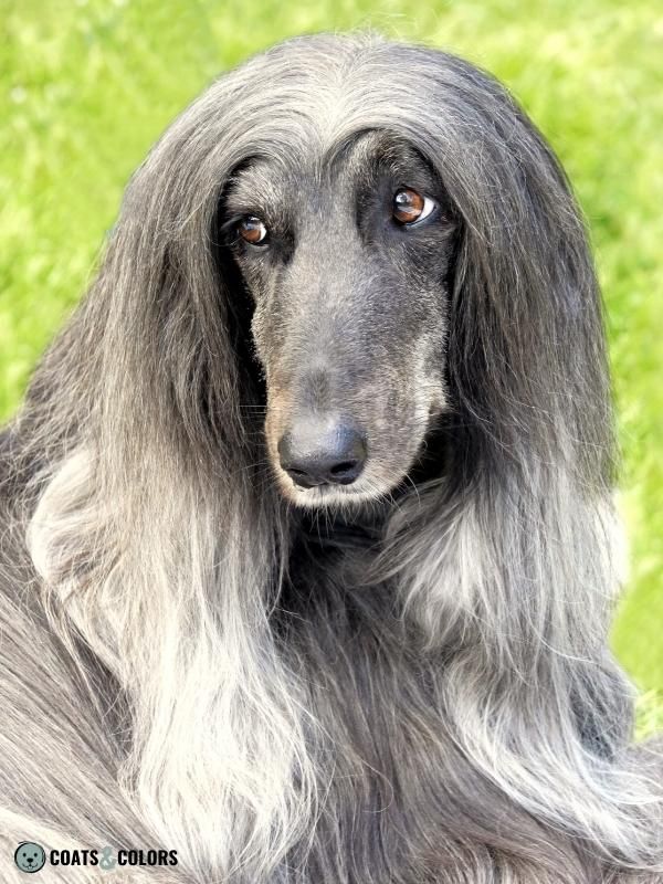 Sighthound Grizzle Domino Coat Color Afghan Hound blue domino KB Ay