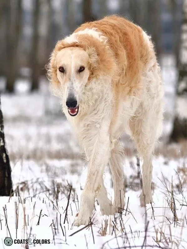 Sighthound Grizzle Domino Coat Color Borzoi Ay Domino