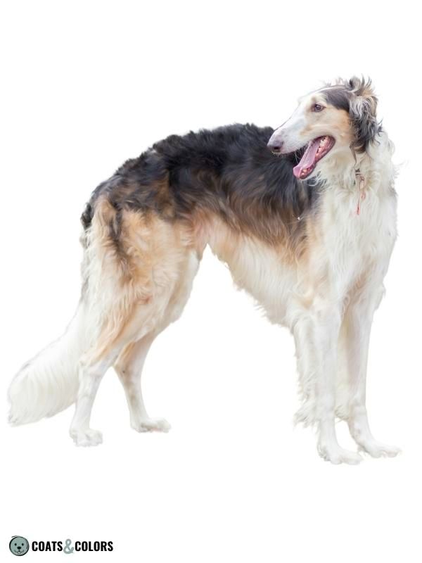 Sighthound Grizzle Domino Coat Color Borzoi at grizzle sable