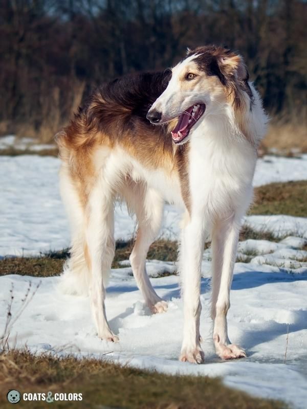 Sighthound Grizzle Domino Coat Color Borzoi sable grizzle