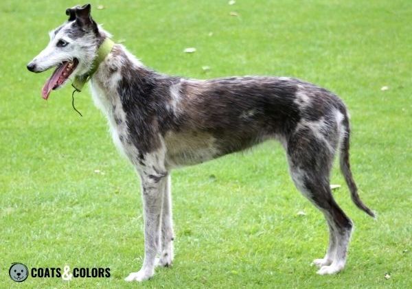 Sighthound Grizzle Domino Coat Color Merle grizzle Lurcher