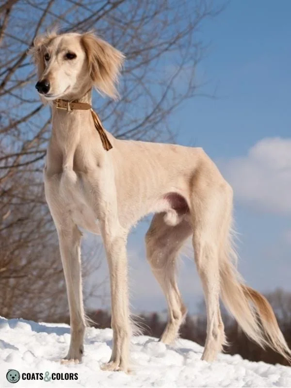 Sighthound Grizzle Domino Coat Color Saluki Newsprint cream