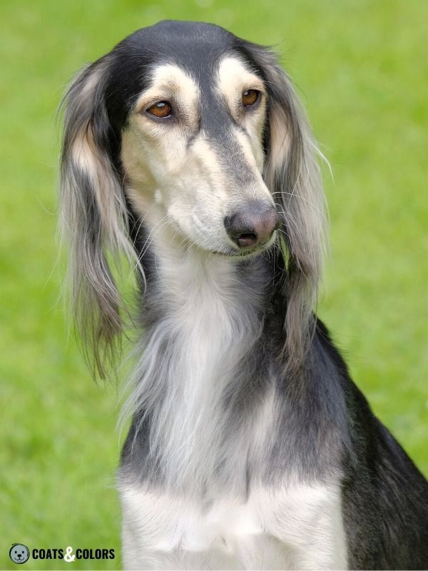 Sighthound Grizzle Domino Coat Color Saluki at grizzle dacial markings