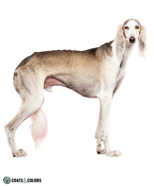 Sighthound Grizzle Domino Coat Color Saluki tan point grizzle