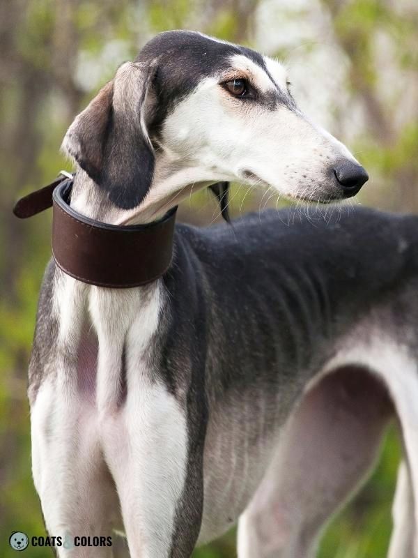 Sighthound Grizzle Domino Coat Color shorthaired Saluki grizzle