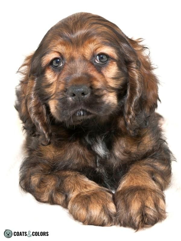 Sable roan hot sale cocker spaniel