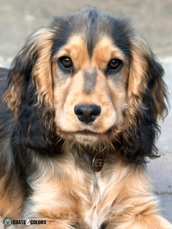 Sable english sales cocker spaniel