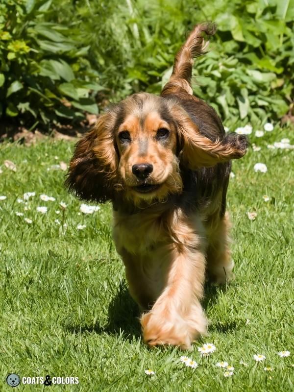 Golden sable 2024 cocker spaniel