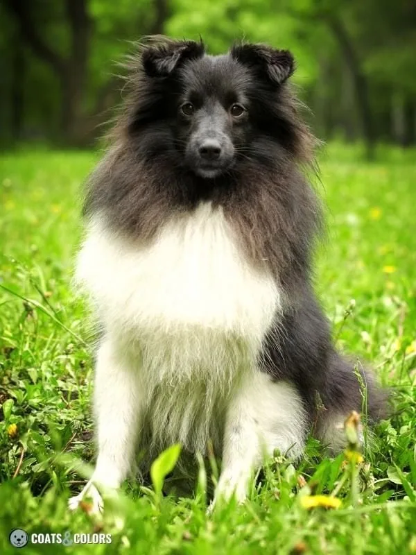 not Dominant Black KB Sheltie recessive black