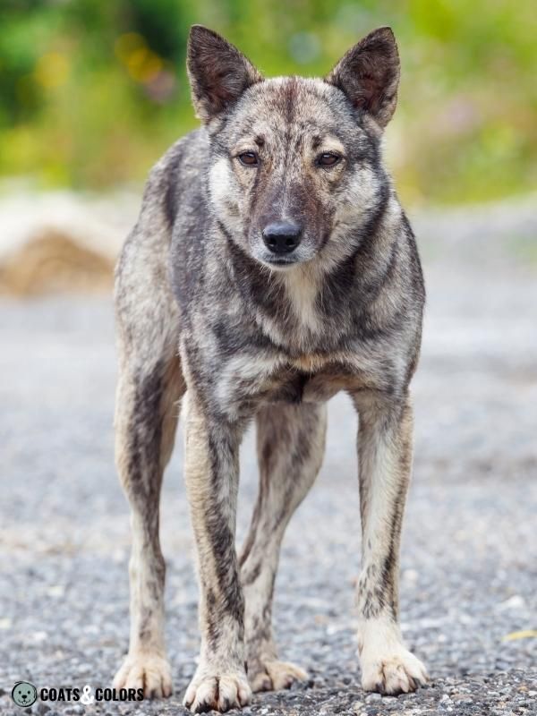 Agouti wolf sale