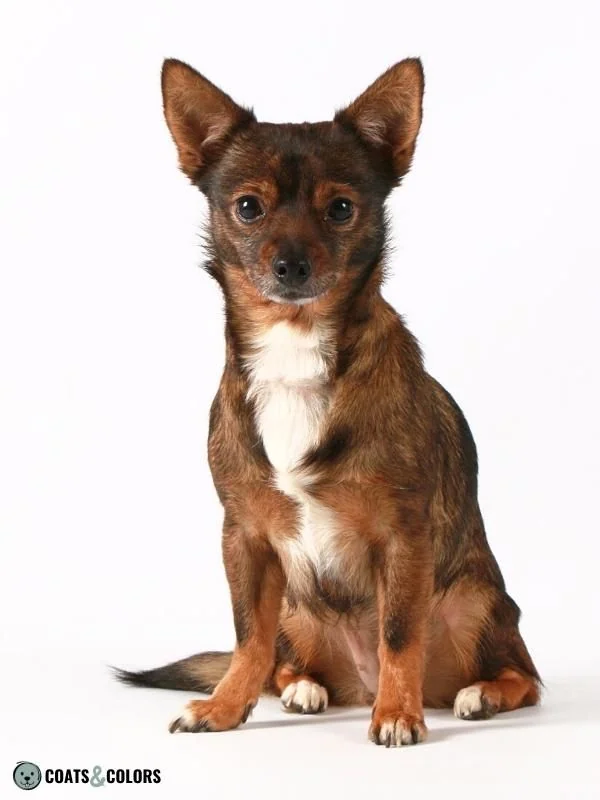 ASIPAG aw Agouti Agouti red base Chihuahua