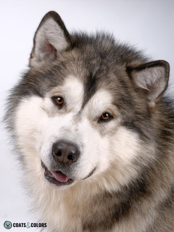 ASIPAG aw Agouti Domino Alaskan Malamute