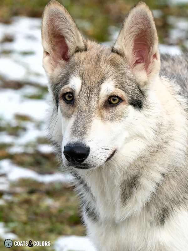 Agouti wolf sale