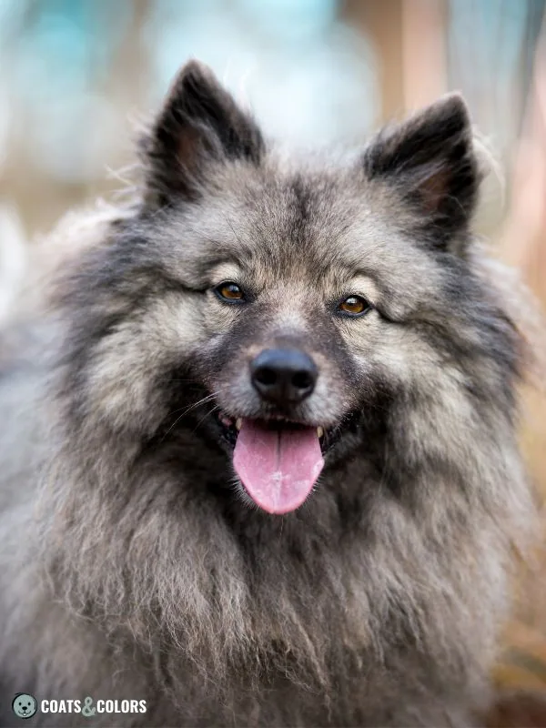 ASIPAG aw Agouti Keeshond