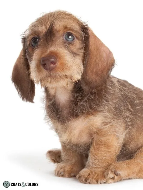 ASIPAG aw Agouti Liver Agouti Dachshund puppy