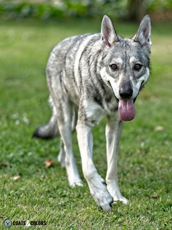 What Is A Agouti Malamute