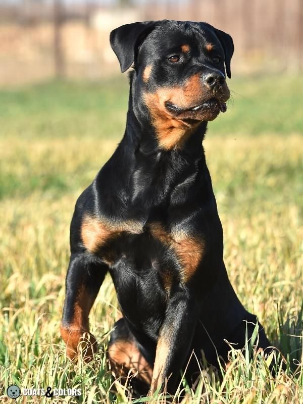 Agouti Locus A Locus Black Back Rottweiler