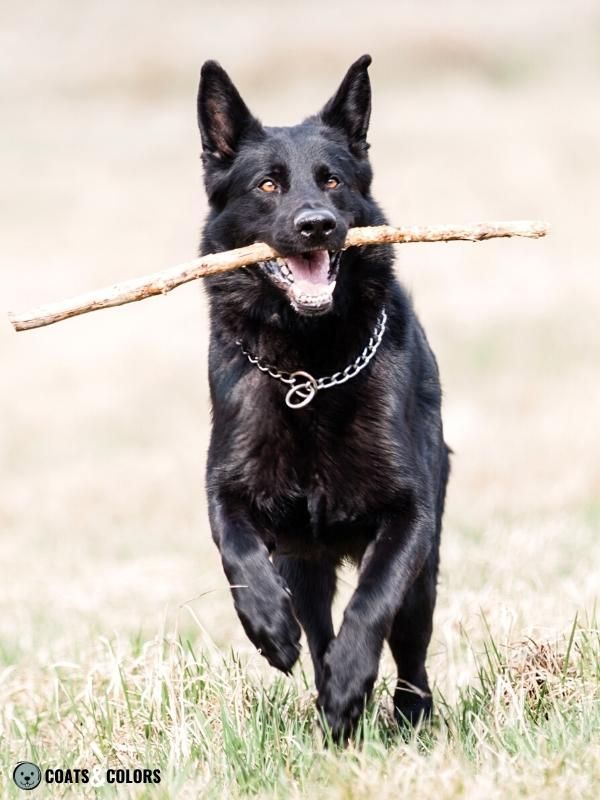 Agouti Locus A Locus Recessive Black GSD