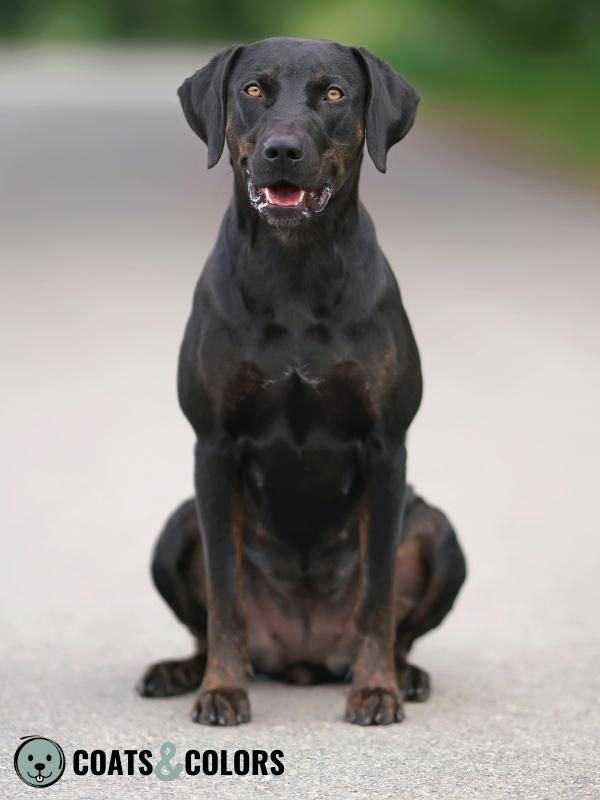 Black Brindlepoint with melanistic Mask Louisiana Catahoula Leopard