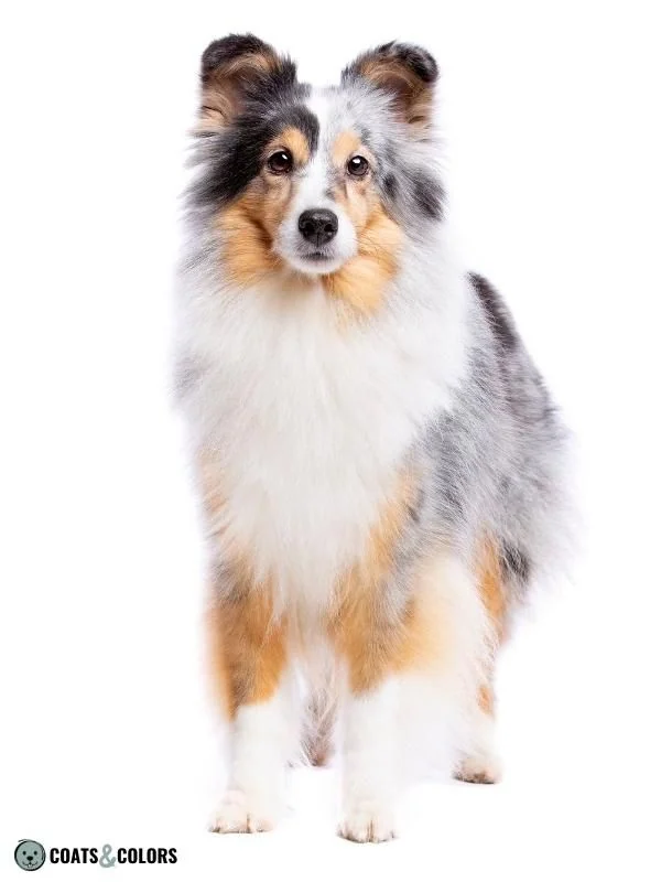 Black Merle Tricolor Sheltie