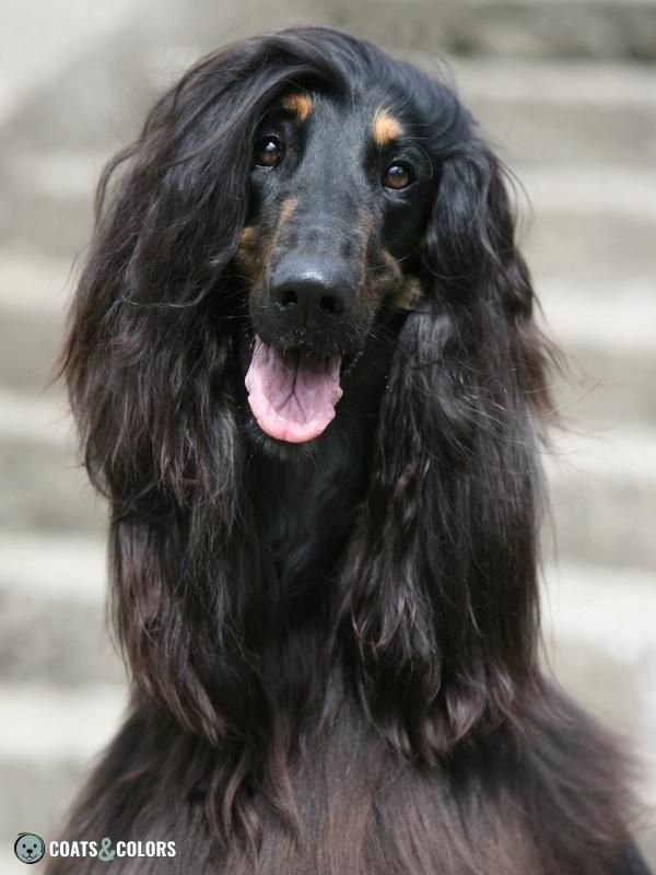 Black and Tan Dog Coat Afghan Hound