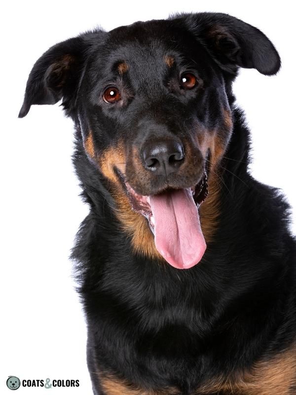 Dog breeds with black and sale tan markings