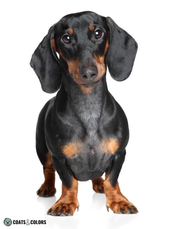 Dog, Dachshund with Dark Tan Eyebrows and Muzzle, Dark Bluish Gray