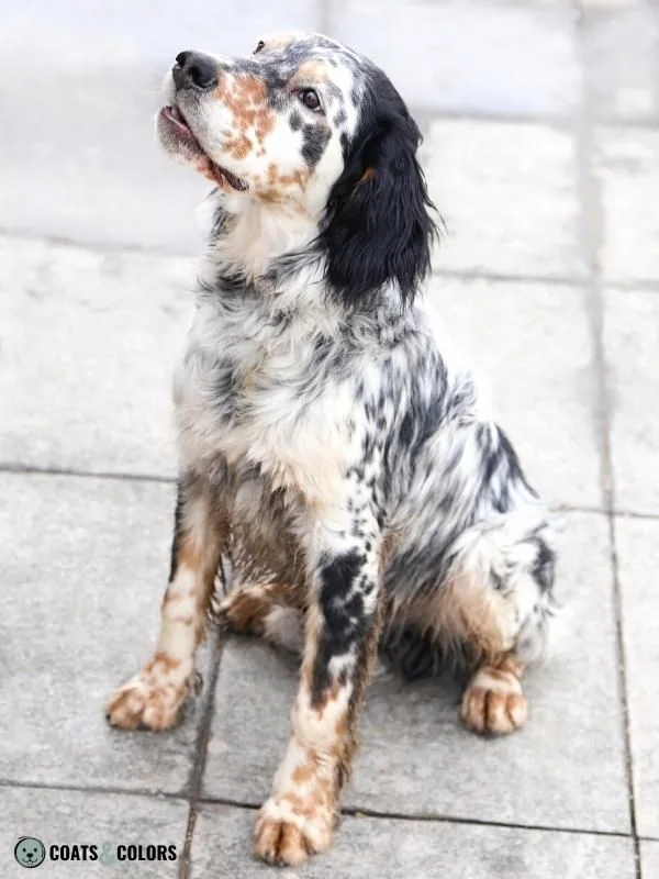Black and Tan Dog Coat English Setter belton