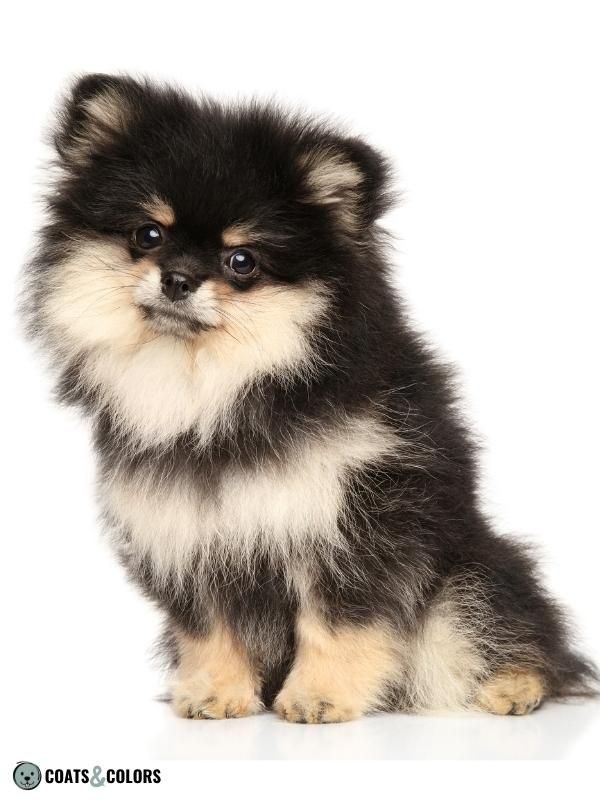 Black and Tan Dog Coat Pomeranian