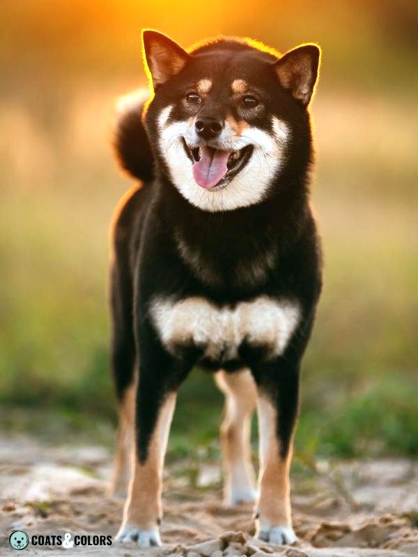 Black and Tan Dog Coat Shiba