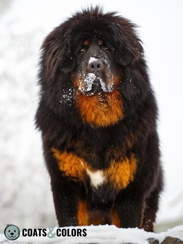 Black and Tan Dog Coat Tibetan Mastiff