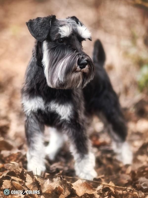 Black and Tan Dog Coat black MIniature Schnauzer black silver