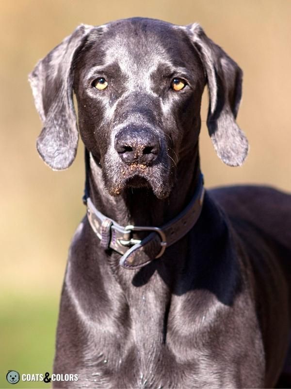 Blue Dogs Blue Weimaraner