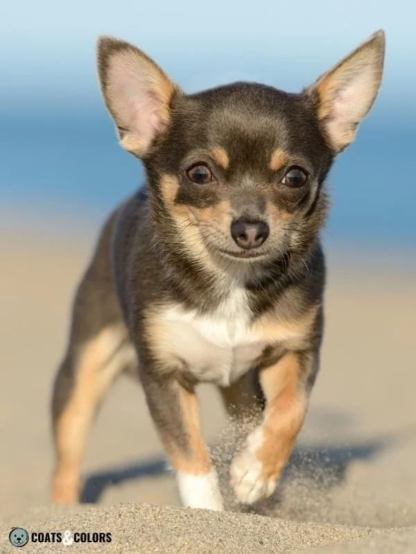 Blue Tricolor Chihuahua beach