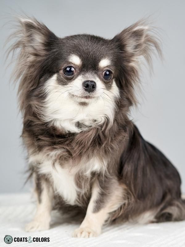 Blue and Tan Dog Coat Black Back Bue Chihuahua longhaired