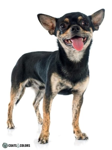 Brindle (kbr) | Coats and Colors