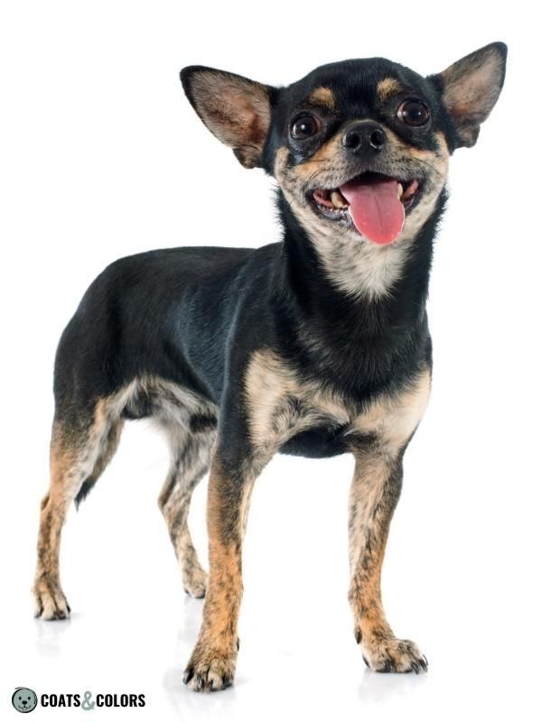 Brindle Dogs brindlepoint Chihuahua