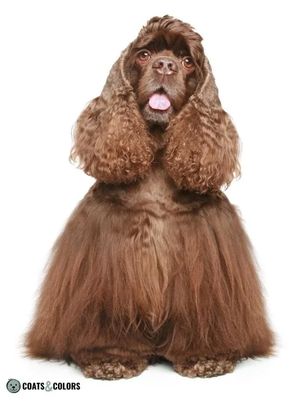 Brown Dog Coat Color American Cocker Spaniel
