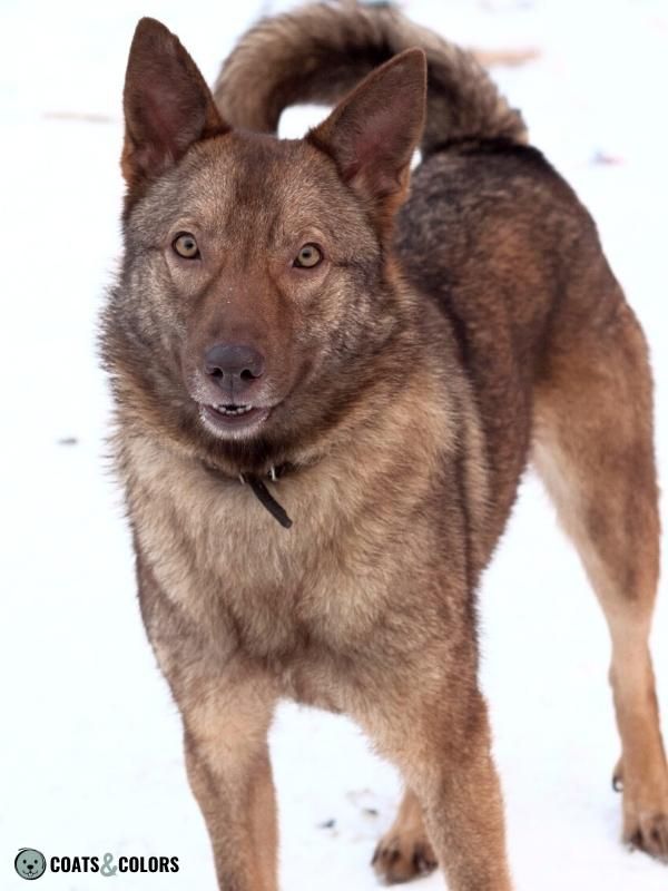 Brown Dog Coat Color Brown Agouti