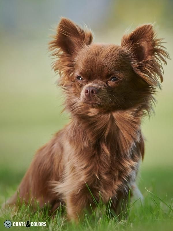 Brown Dog Coat Color Brown Chihuahua