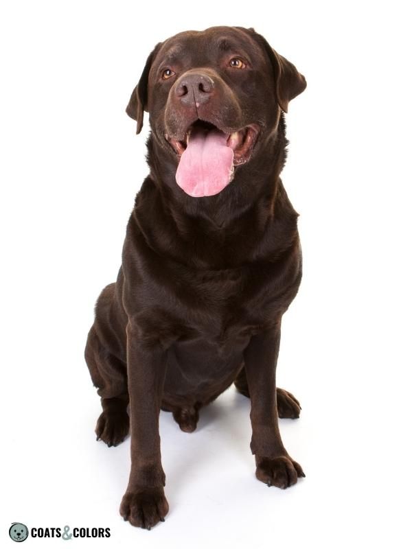 Brown Dog Coat Color Chocolate Labrador