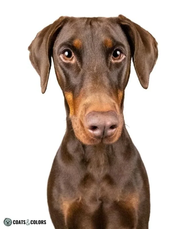 Brown Dog Coat Color Doberman